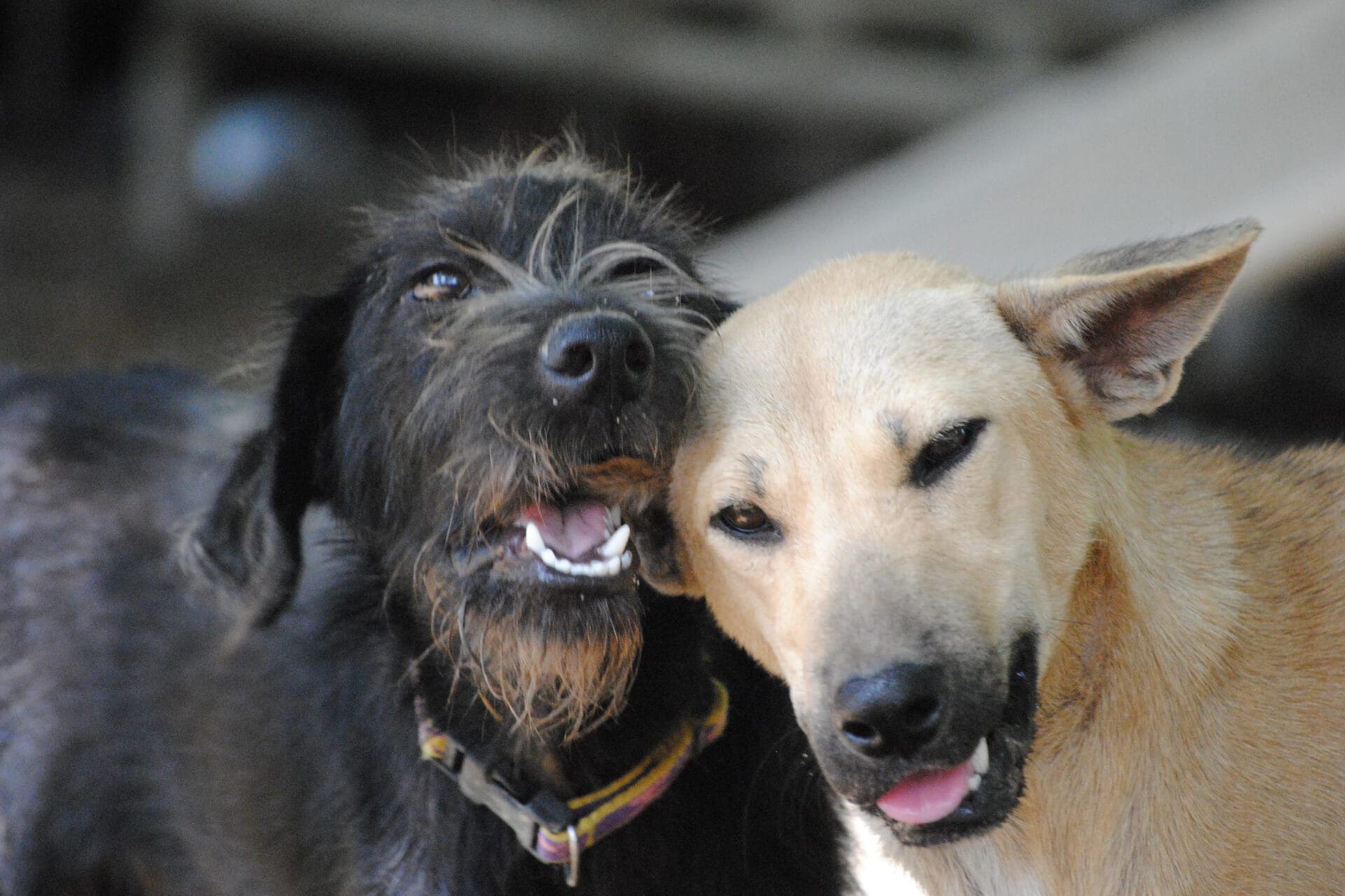 Chiang Mai - Care for dog