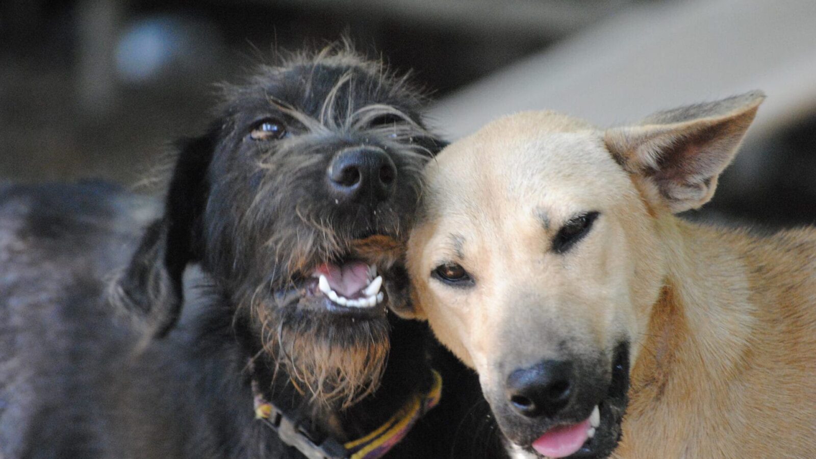 Chiang Mai - Care for dog